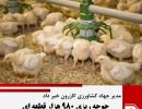 جوجه