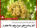 برداشت انگور
