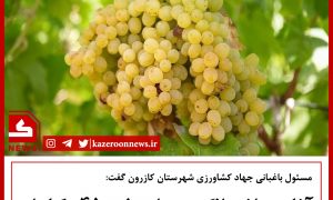 برداشت انگور