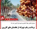 برداشت رطب نوبرانه
