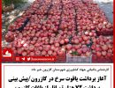 برداشت انار ۴۰۰