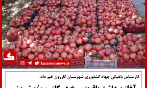 برداشت انار ۴۰۰