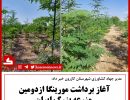 برداشت مورینگا