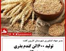 گندم بزری در کازرون