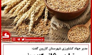 گندم بزری در کازرون