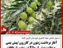 آغاز برداشت زیتون