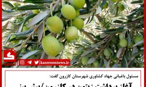 آغاز برداشت زیتون