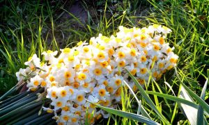 narcissus-flower3